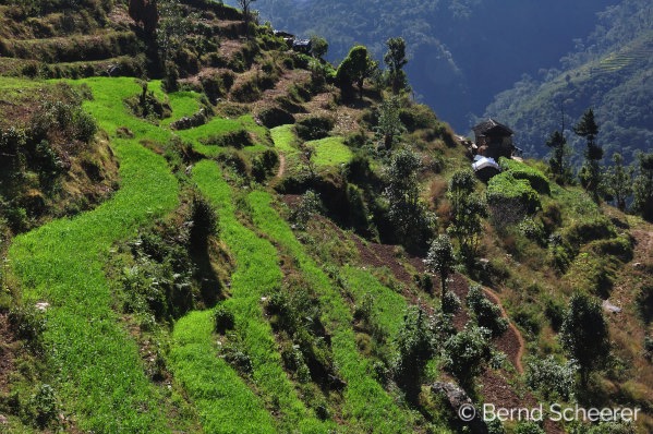 15 reasons to trek in nepal green terraced fields 1