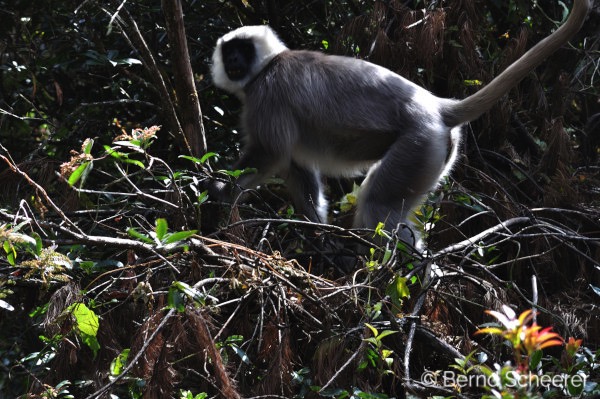15 reasons to trek in nepal grey langur monkey