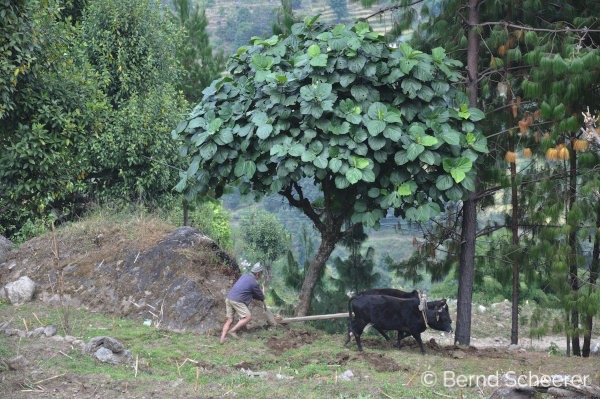 15 reasons to trek in nepal ploughing with buffalo