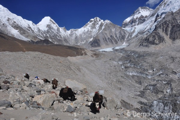 15 reasons to trek in nepal yaks in the high mountains 1