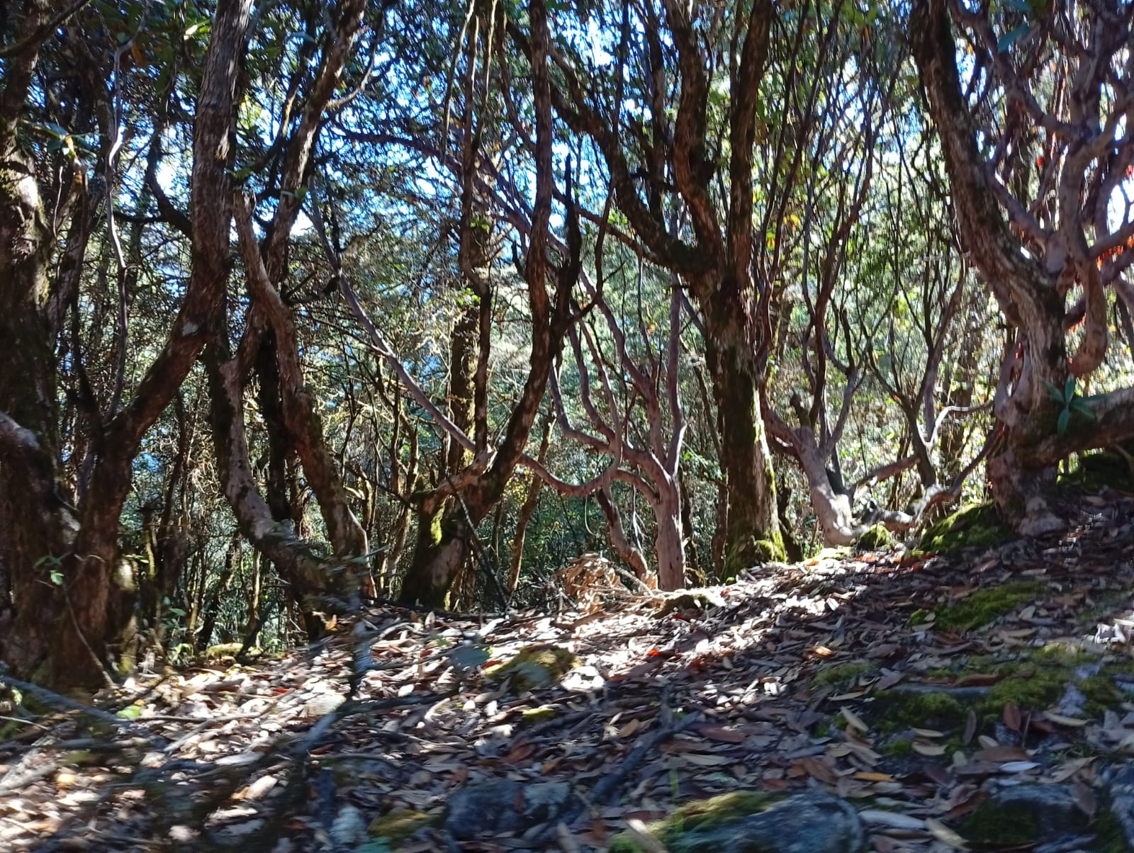 Dense Rhododondron forest during the trek