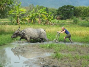 anna ploughing with a buffalo 300x225 1