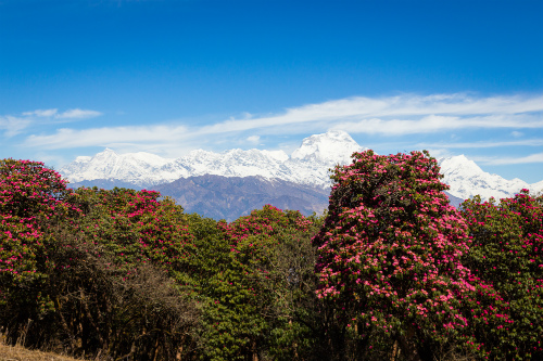 When is the best time of year to trek Nepal? 2 Rhododendrons in Spring in Everest region, Nepal
