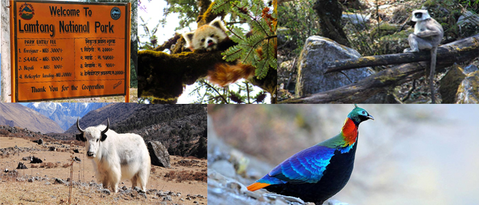 langtang National Park wildlife,
Explore Langtang National Par reason to choose langtang valley trek