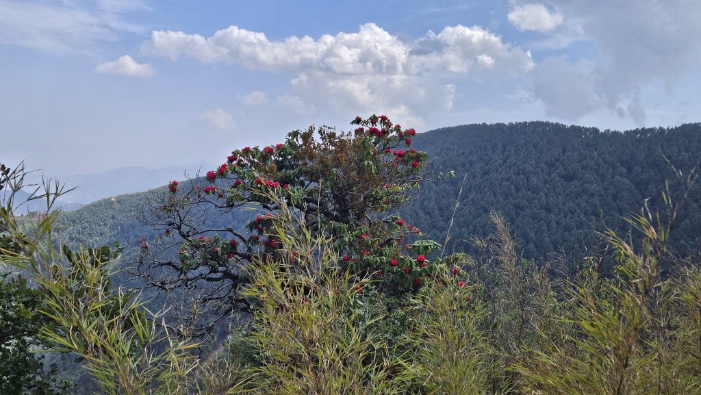 Annapurna North Base Camp dense Rhododendron Forest why choose north annapurna base camp trek